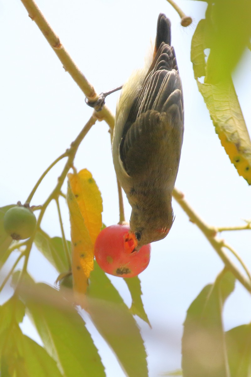 Scarlet-backed Flowerpecker - ML620490141