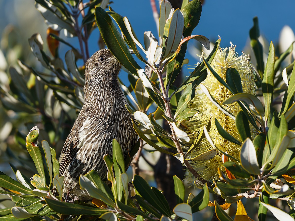 Little Wattlebird - ML620490143