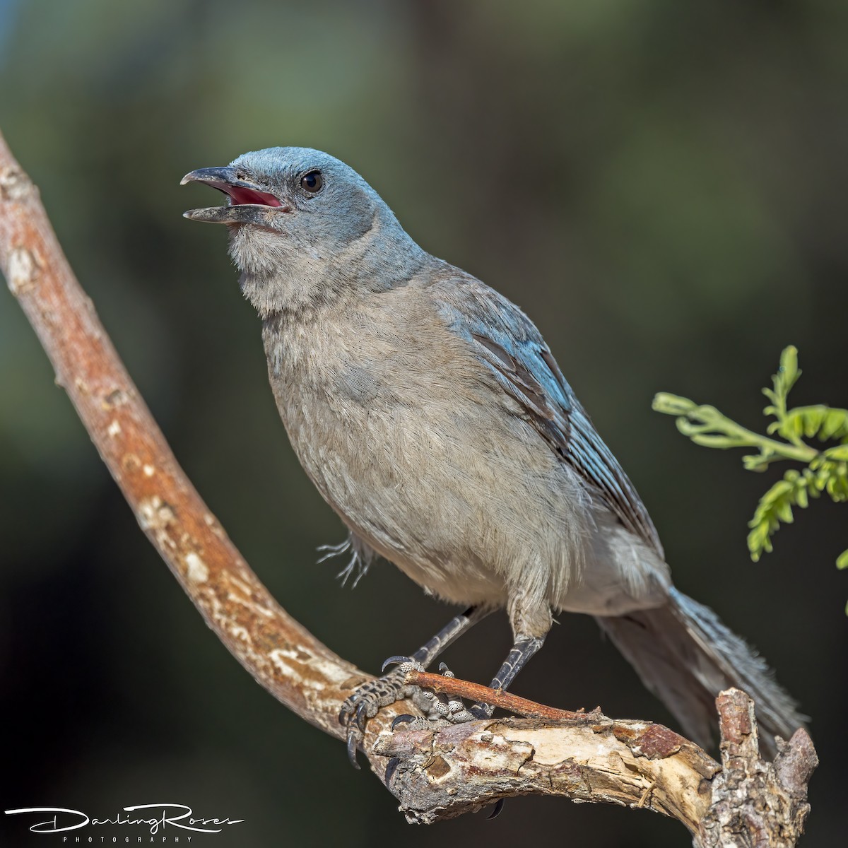 Mexican Jay - ML620490144