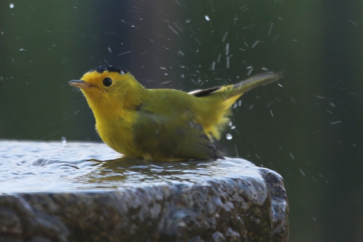 Wilson's Warbler - ML620490146