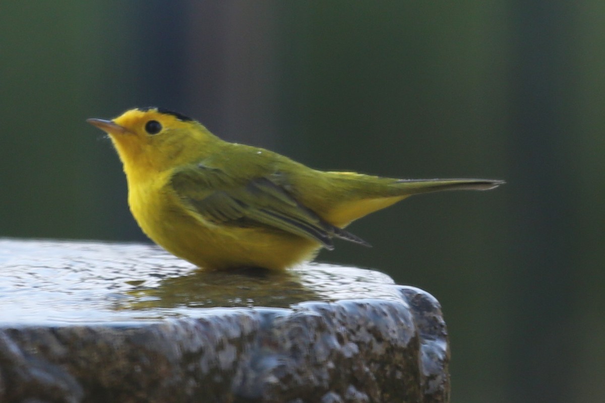 Wilson's Warbler - ML620490147