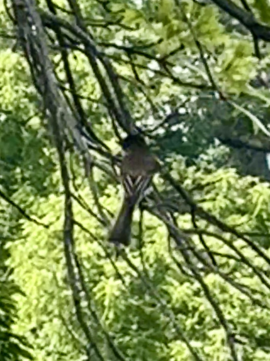 Eastern Phoebe - ML620490150