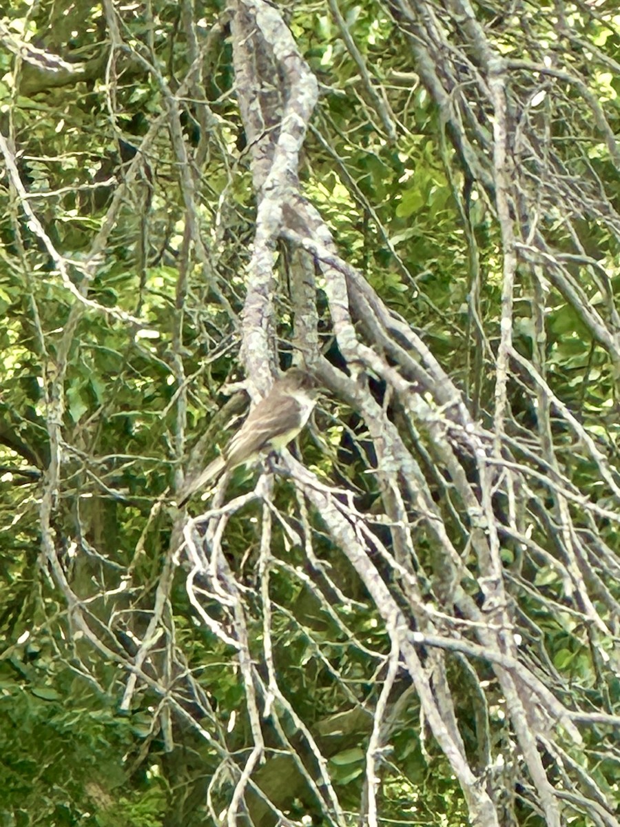 Eastern Phoebe - ML620490151