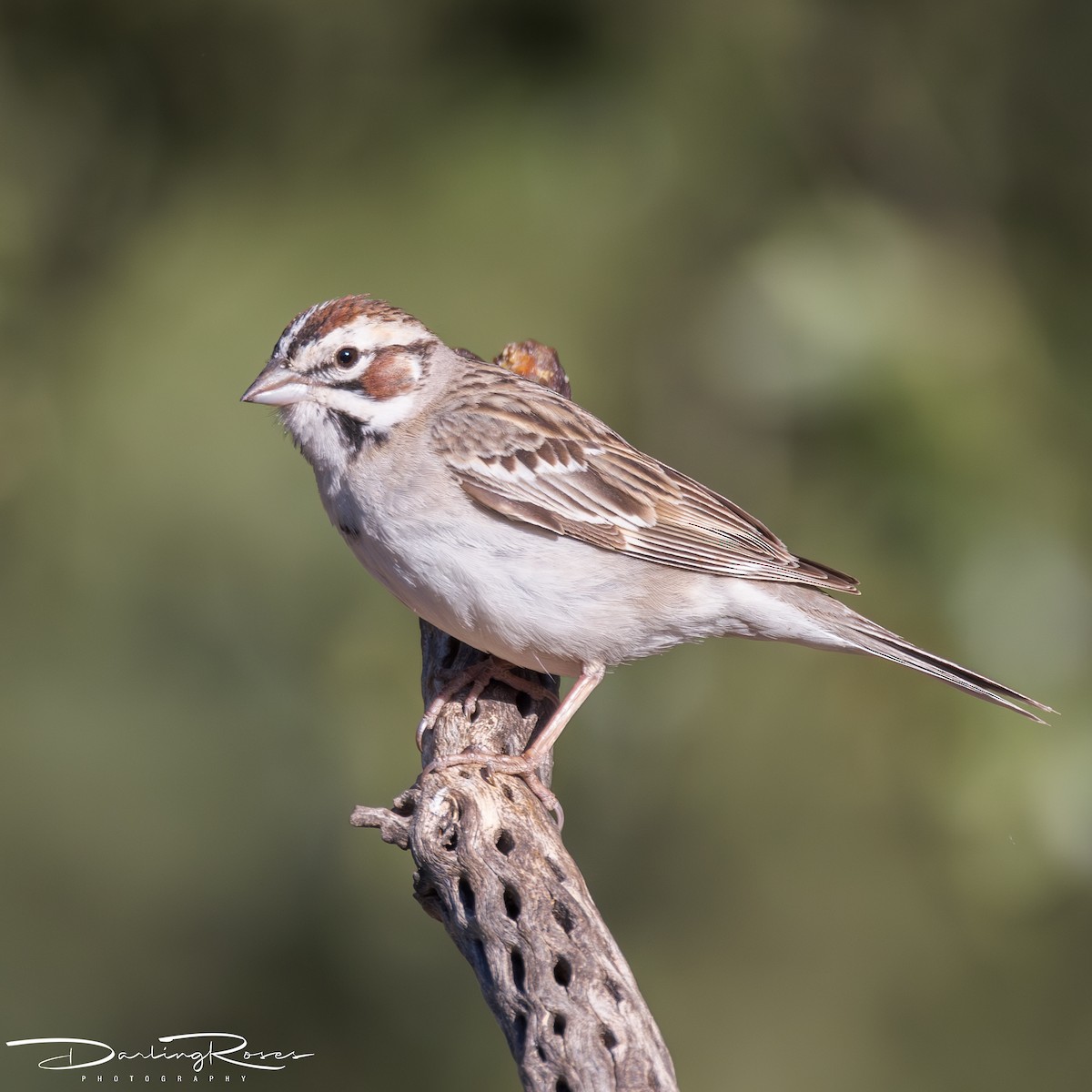 Bruant à joues marron - ML620490158