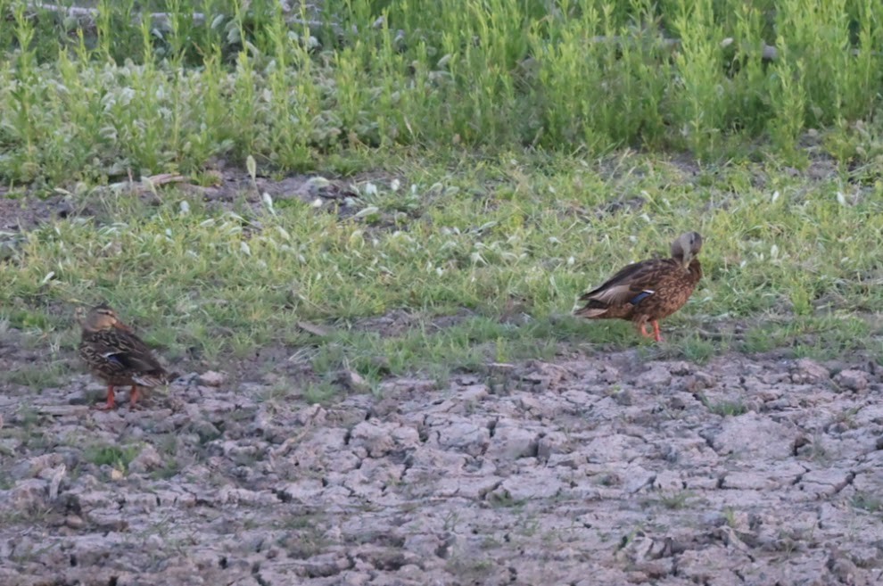 Mexican Duck - ML620490161