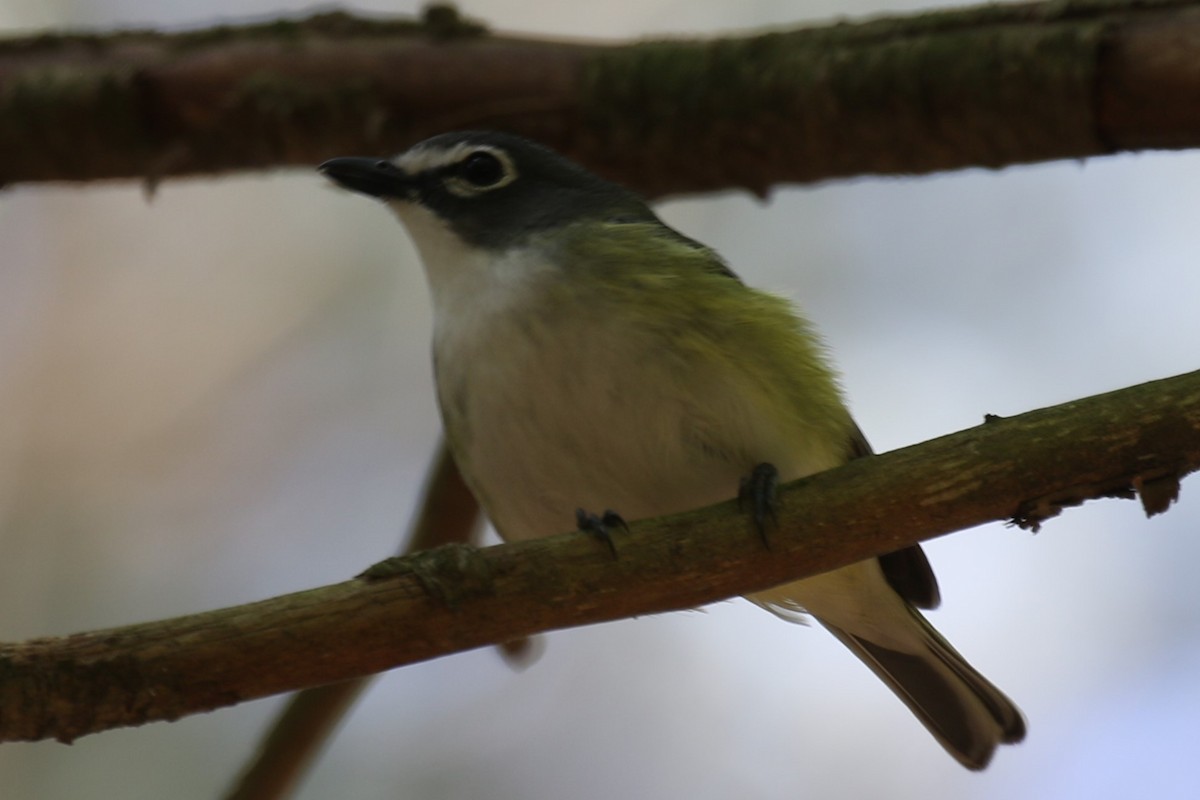 Blue-headed Vireo - ML620490166