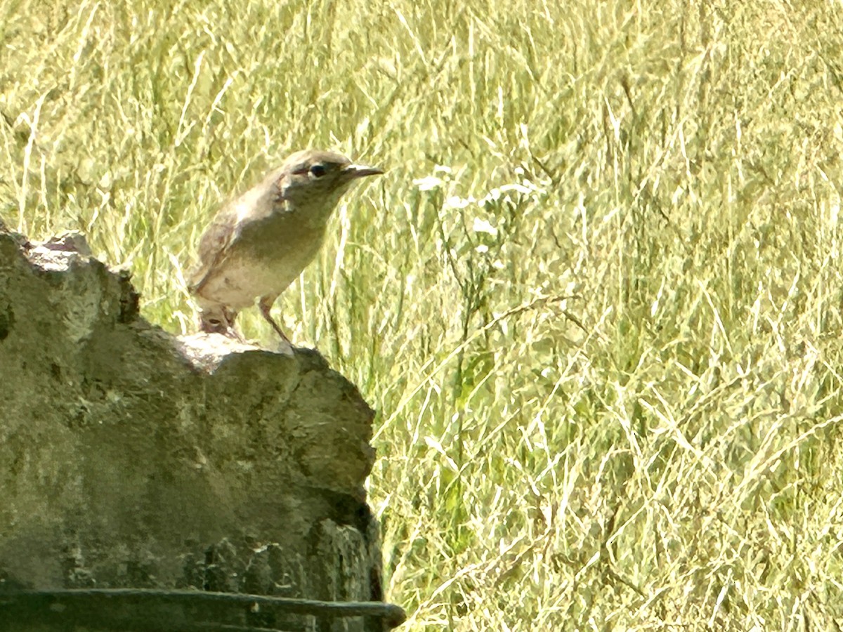 Ötücü Vireo - ML620490170