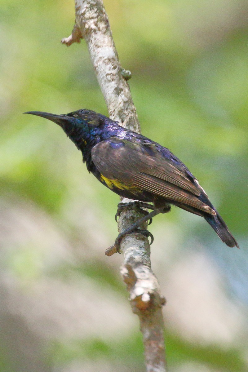 Purple Sunbird - ML620490181