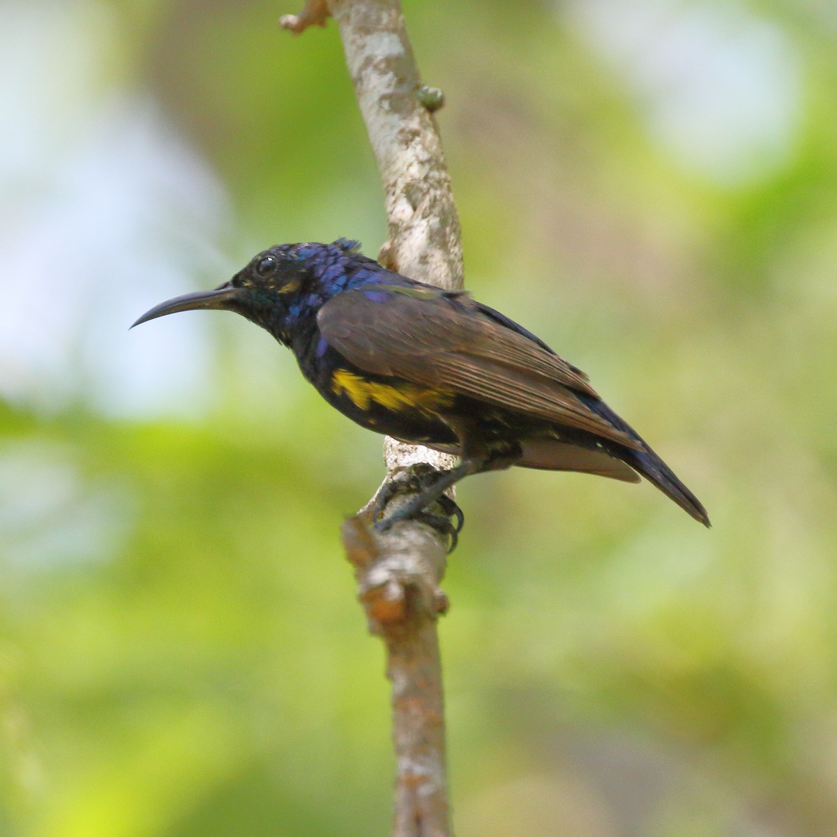 Purple Sunbird - Paul Anderson