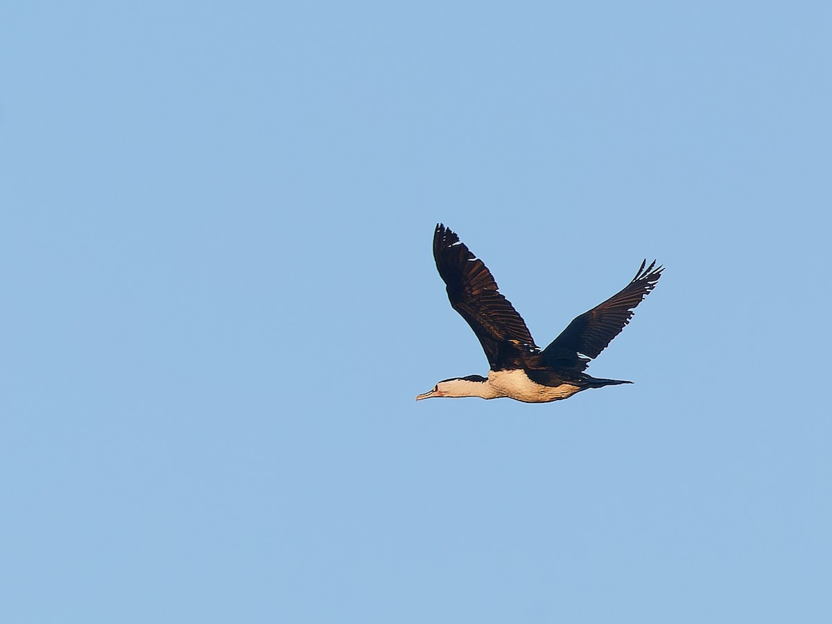 Pied Cormorant - ML620490186