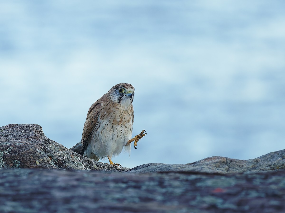 Nankeen Kestrel - ML620490192