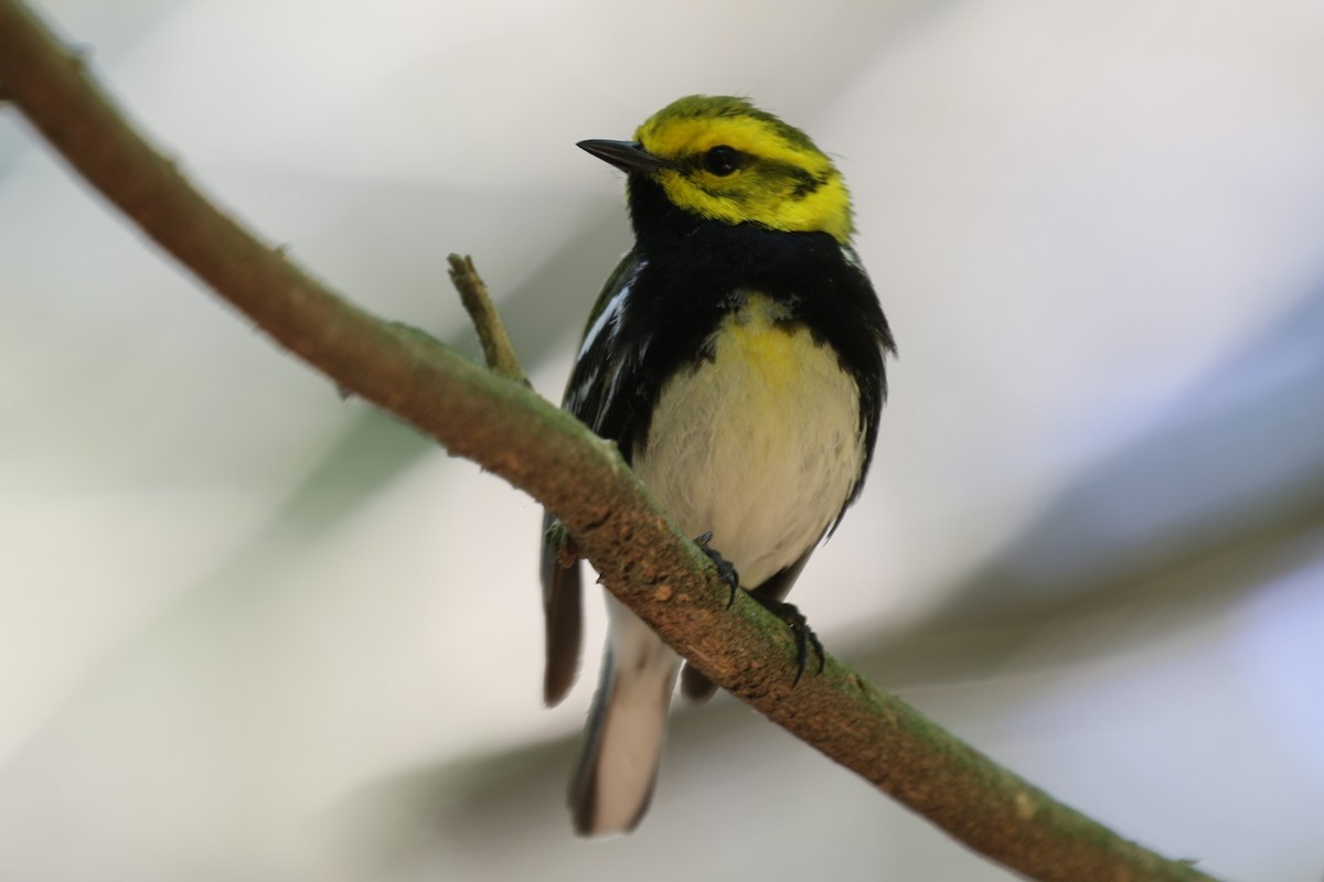 Black-throated Green Warbler - ML620490193