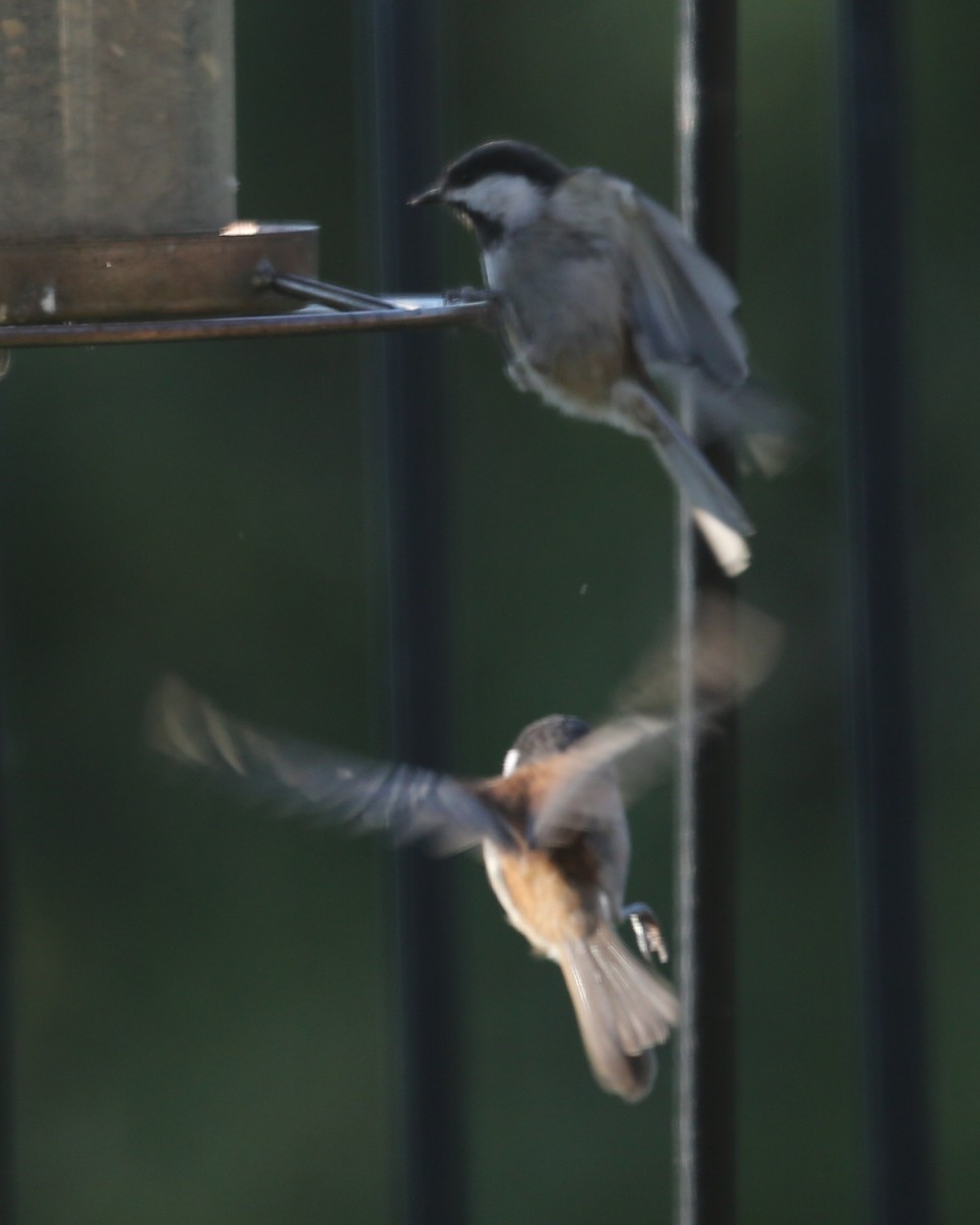 Mésange à dos marron - ML620490194