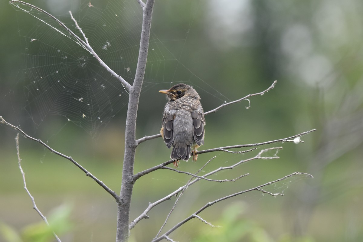 American Robin - ML620490195