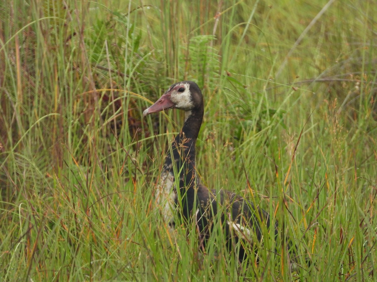 Spur-winged Goose - ML620490197