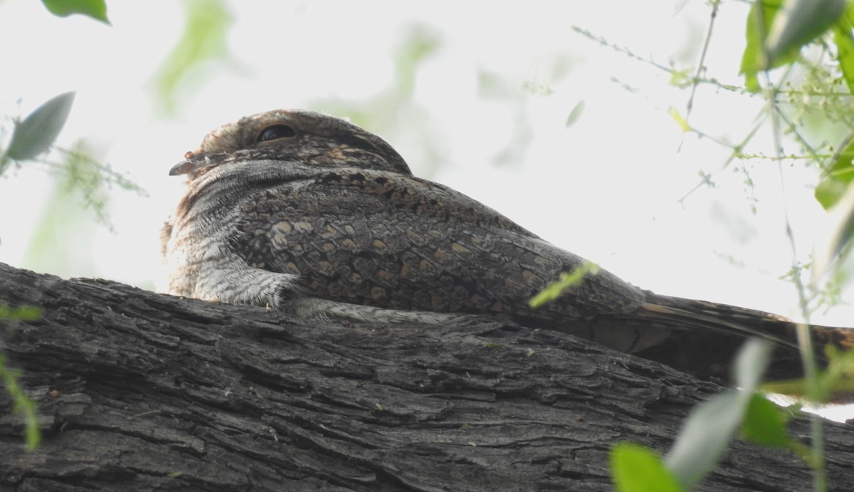 Jungle Nightjar - ML620490198