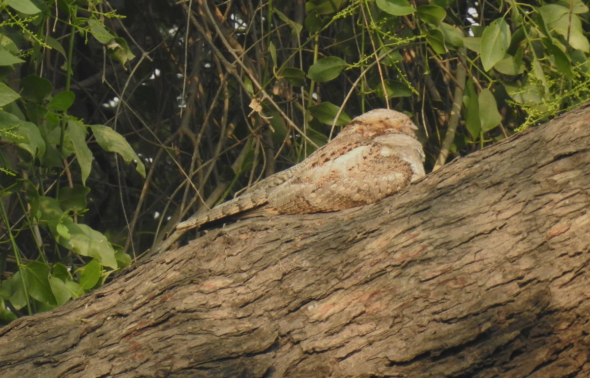 Jungle Nightjar - ML620490199