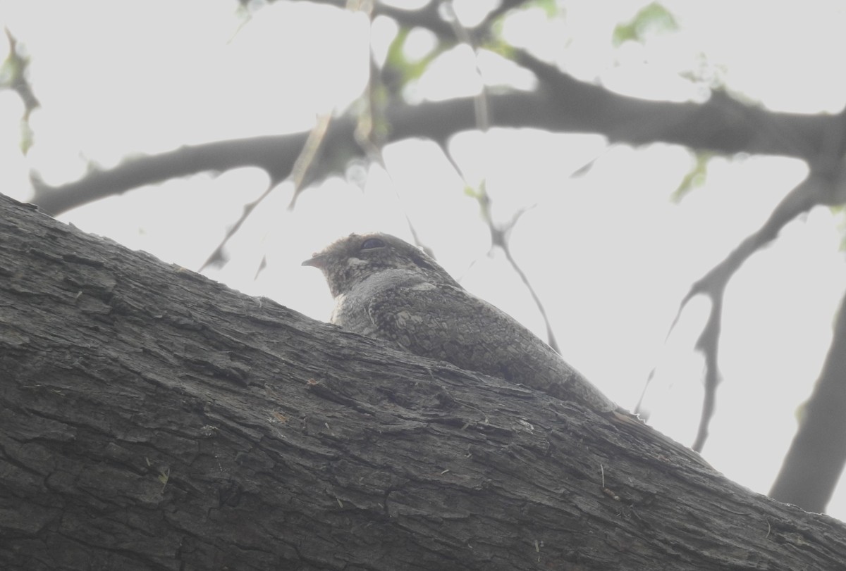 Jungle Nightjar - ML620490200