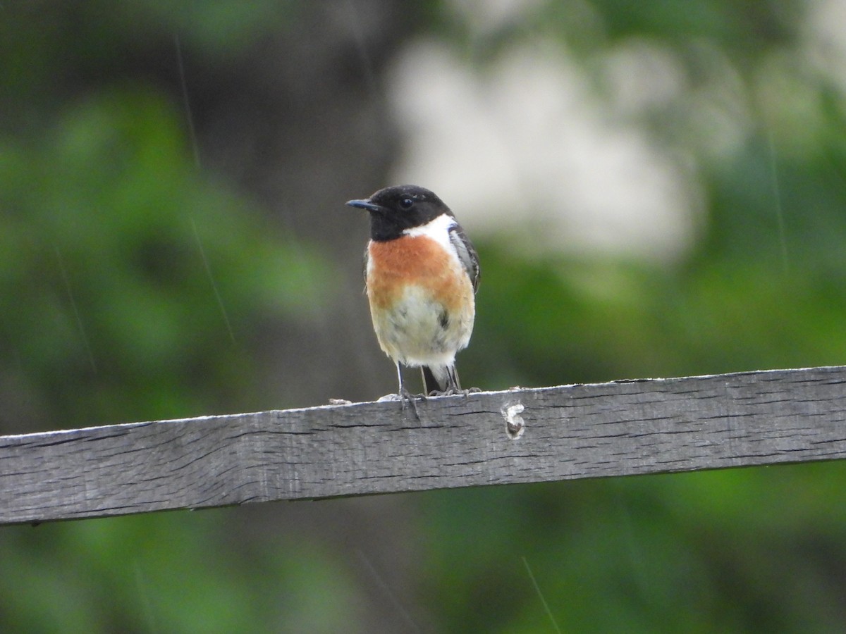 European Stonechat - valerie pelchat