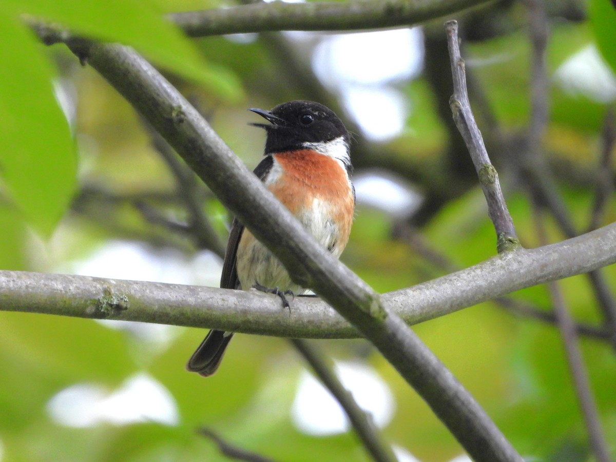 European Stonechat - ML620490208