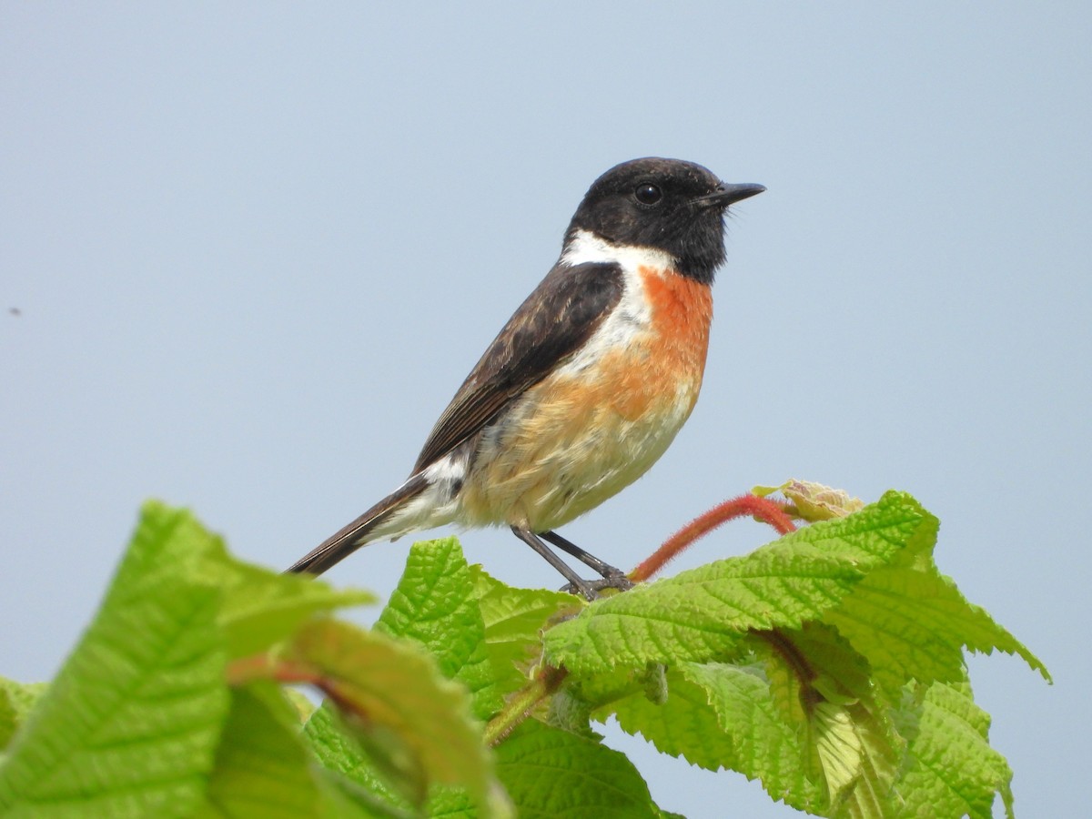 European Stonechat - ML620490209