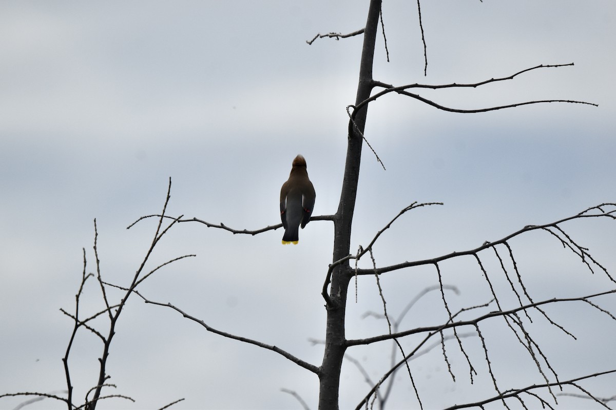 Cedar Waxwing - ML620490210