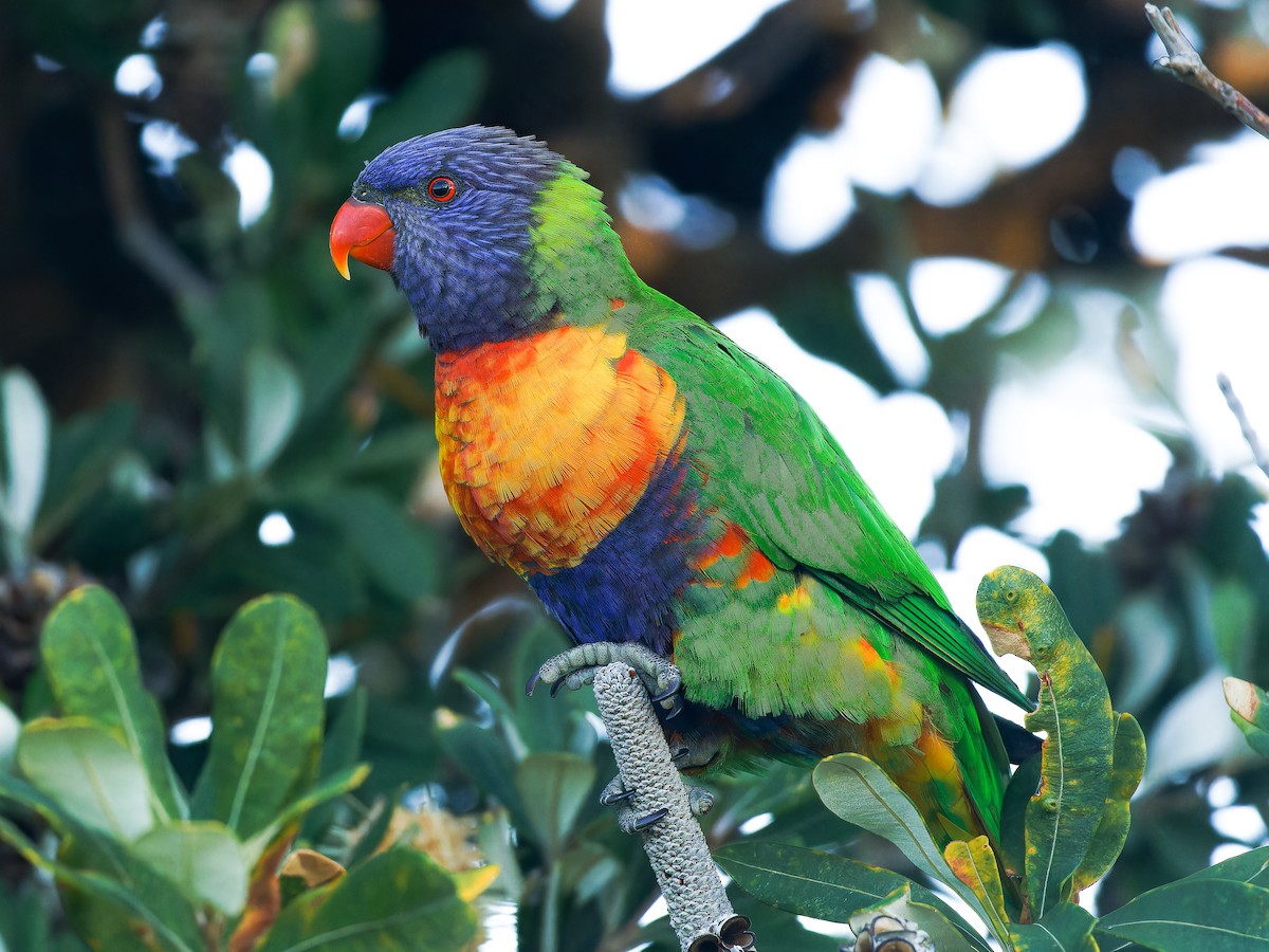 Rainbow Lorikeet - ML620490214