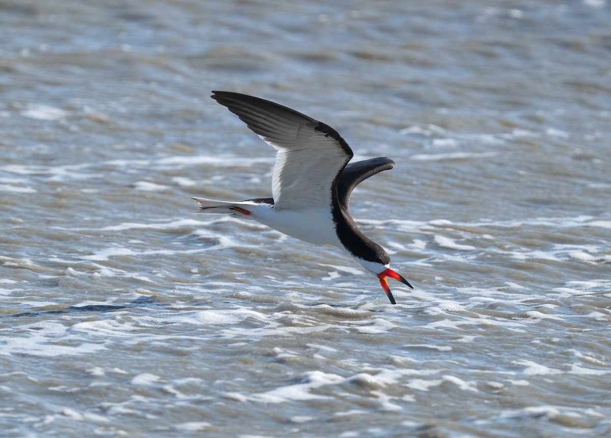 Black Skimmer - ML620490217