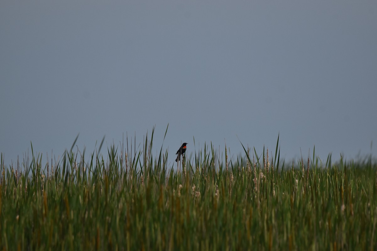 Red-winged Blackbird - ML620490218