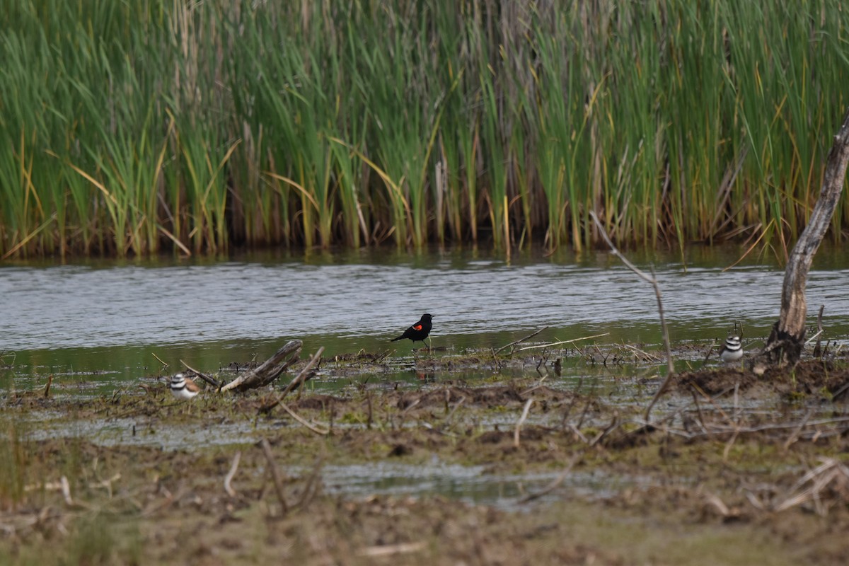 Red-winged Blackbird - ML620490223