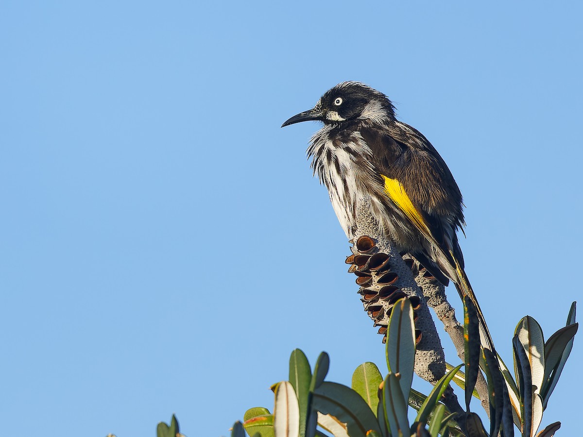 New Holland Honeyeater - ML620490224