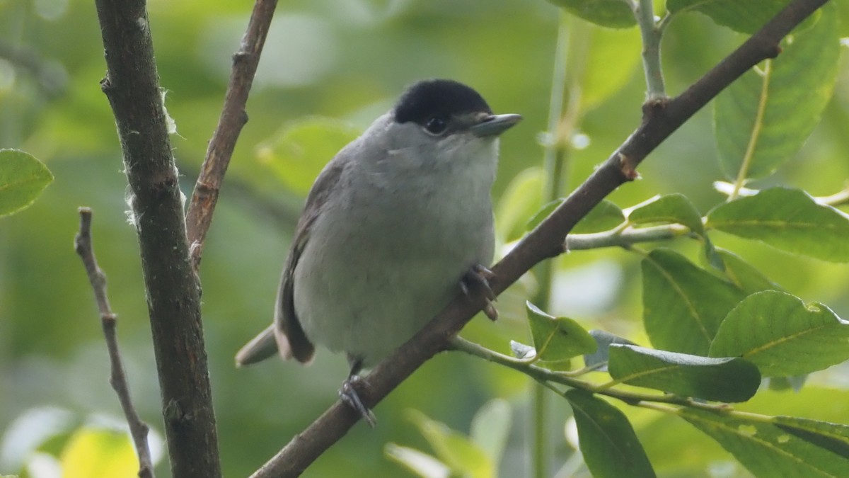 Eurasian Blackcap - ML620490226