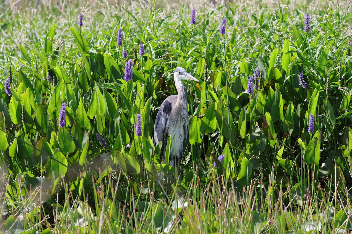 Great Blue Heron - ML620490228