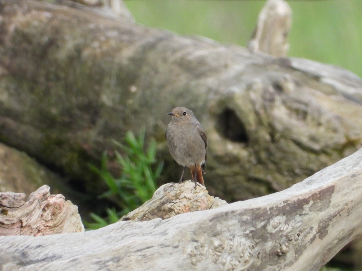 Black Redstart - ML620490233