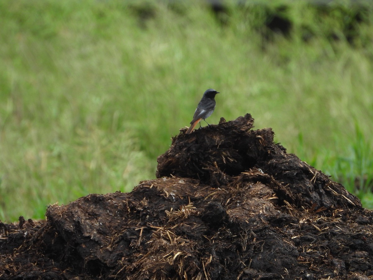 Black Redstart - ML620490234