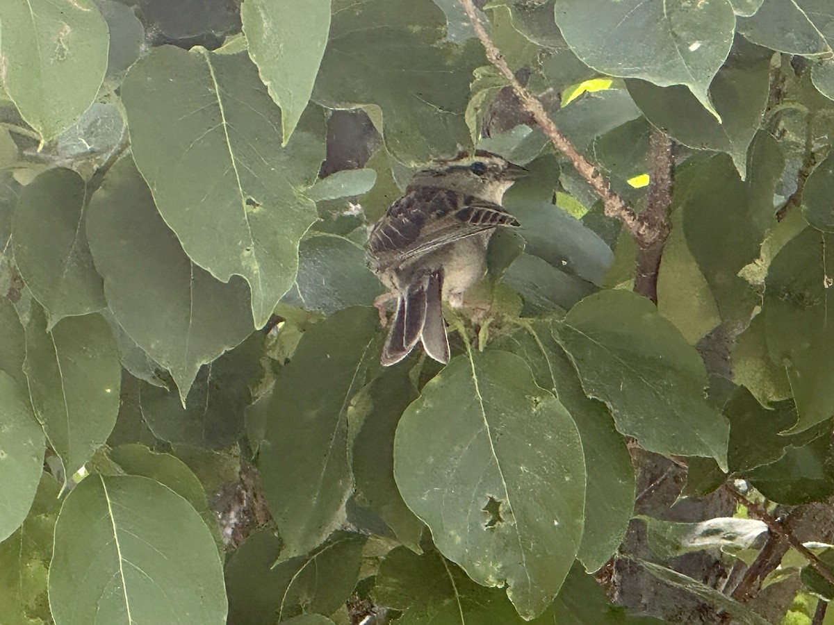 Chipping Sparrow - ML620490237