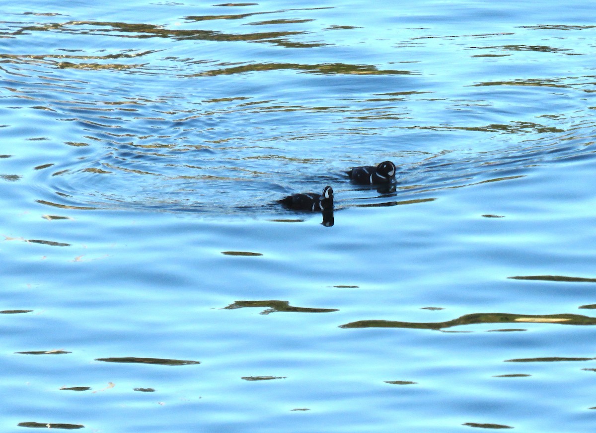 Harlequin Duck - ML620490245