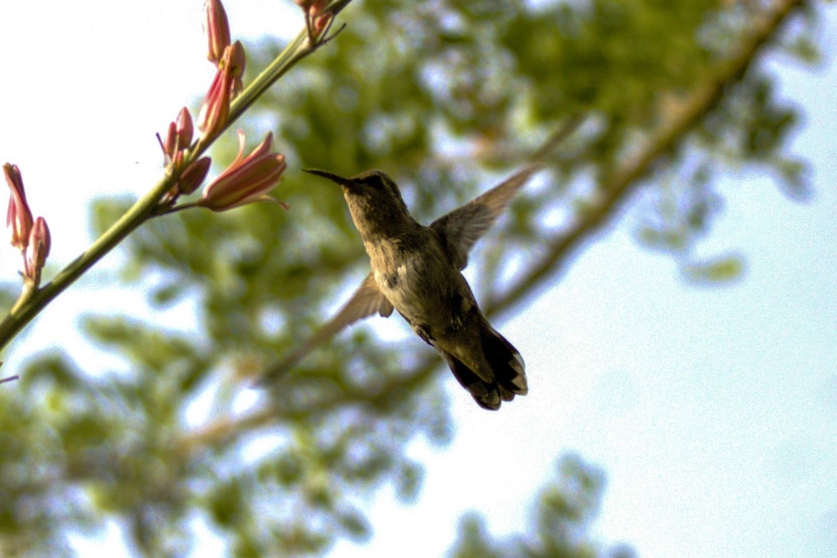 Anna's Hummingbird - ML620490249