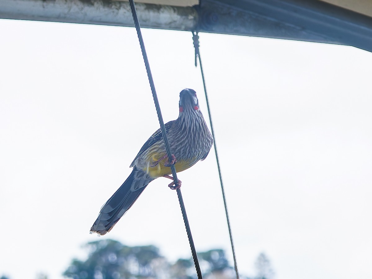 Red Wattlebird - ML620490250