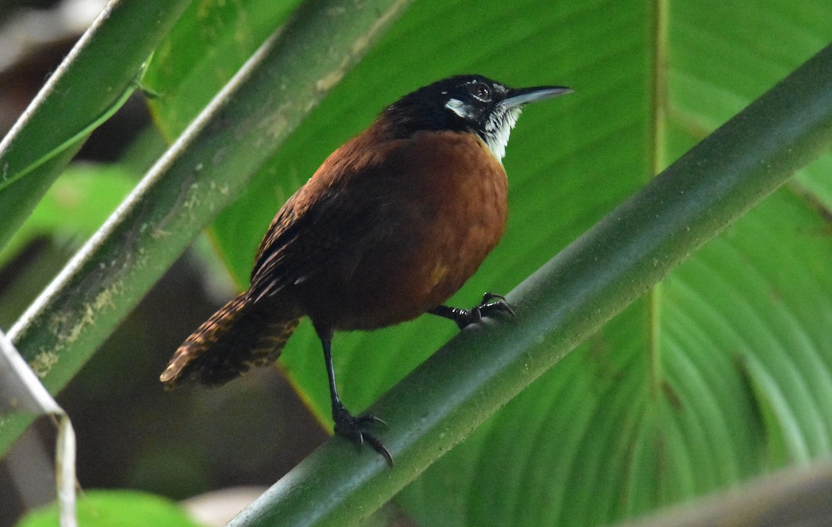 Bay Wren - ML620490271