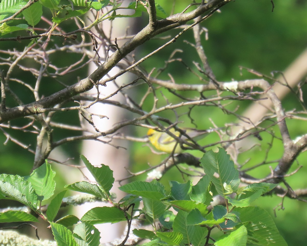 Golden-winged x Blue-winged Warbler (hybrid) - ML620490276