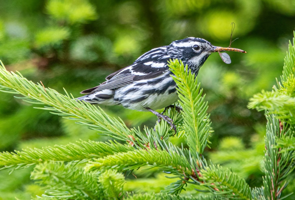 Black-and-white Warbler - Gale VerHague