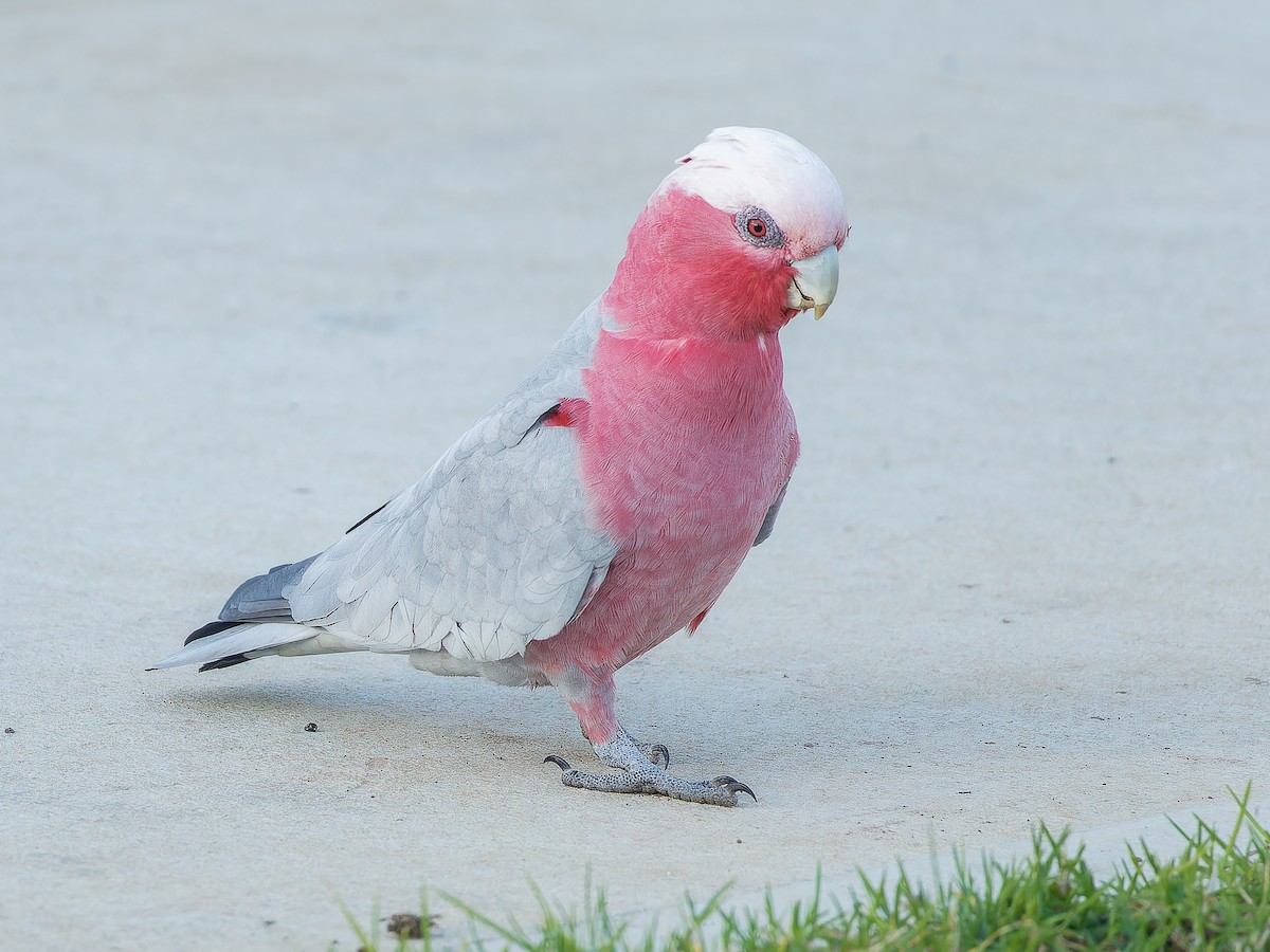 Cacatúa Galah - ML620490290