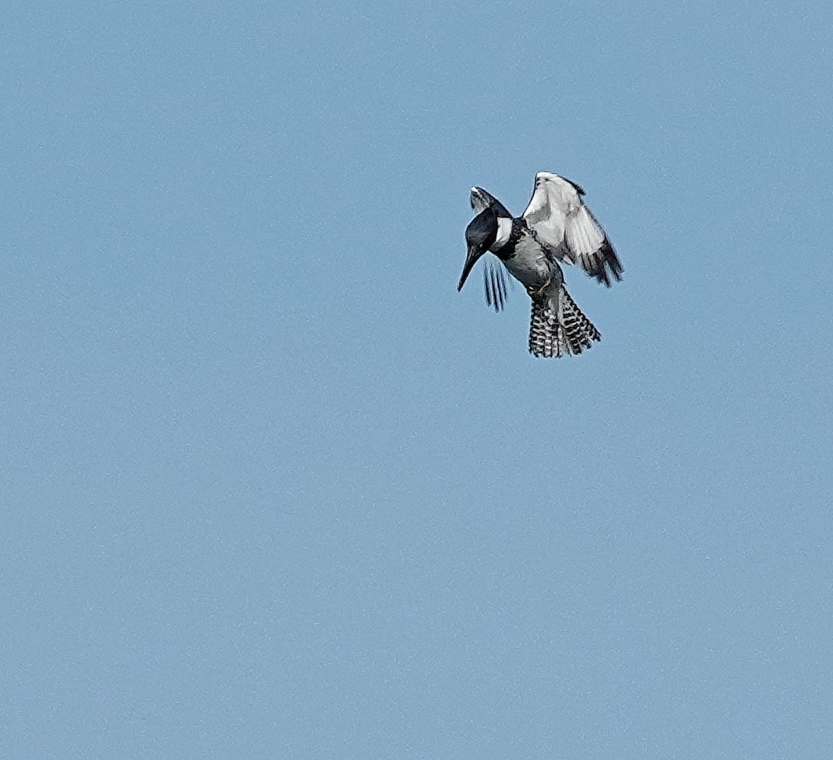 Belted Kingfisher - ML620490294