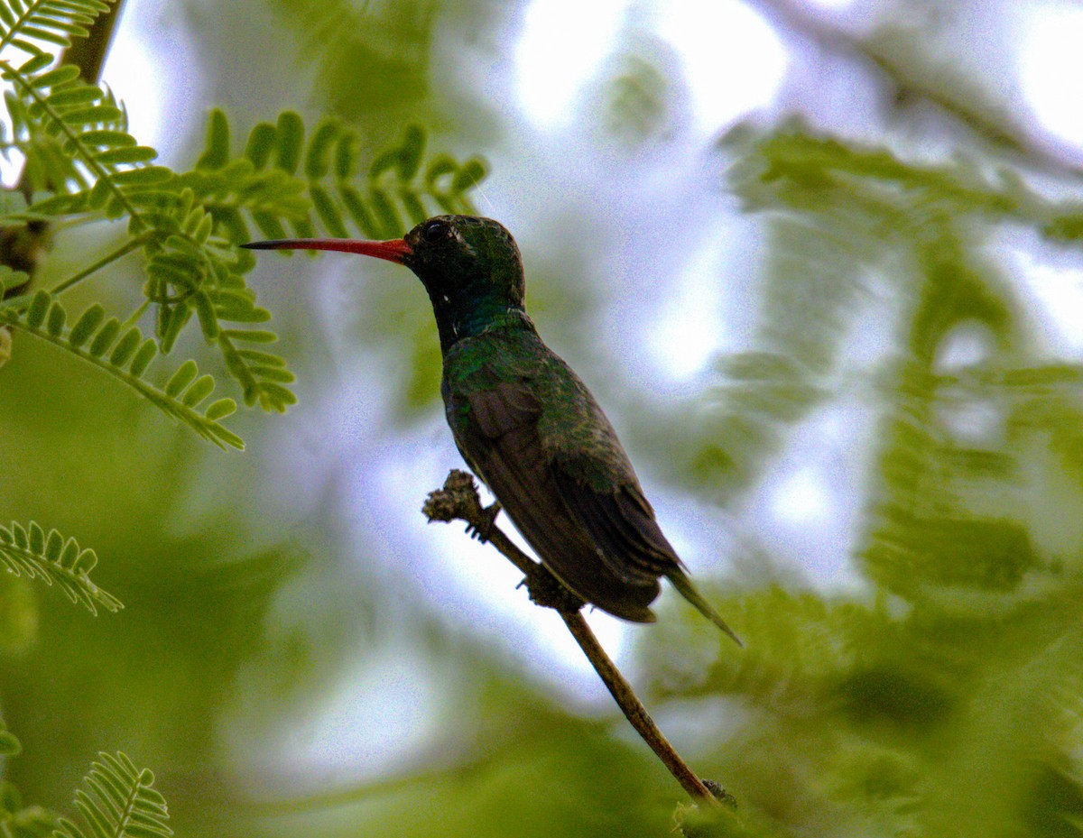 Broad-billed Hummingbird - ML620490295