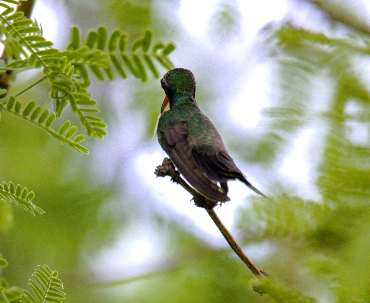 Broad-billed Hummingbird - Don Carney