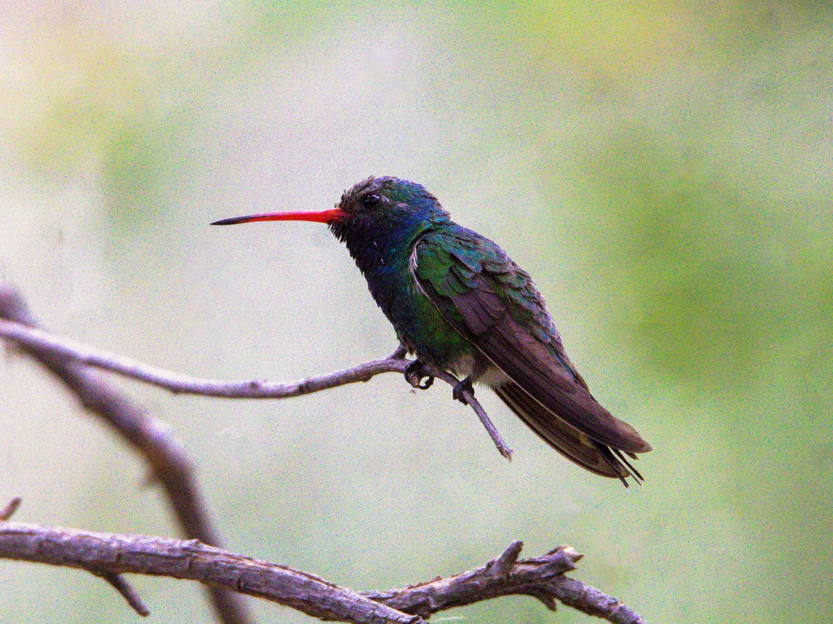 Broad-billed Hummingbird - ML620490297