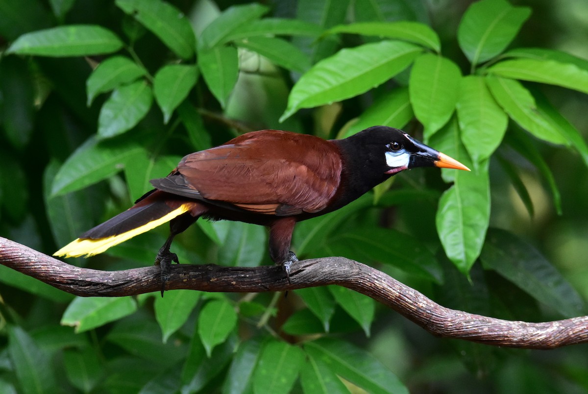 Montezuma Oropendola - ML620490298