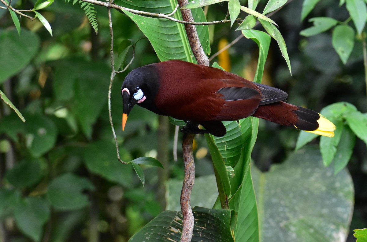 Montezuma Oropendola - ML620490300