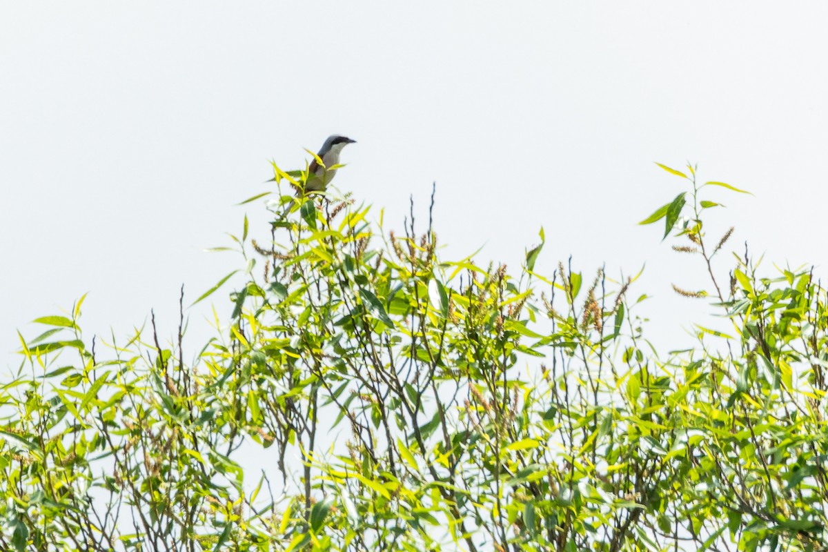 Red-backed Shrike - ML620490302